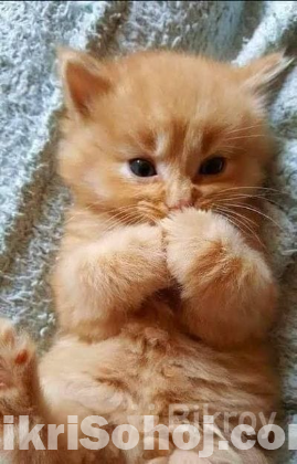 Persian baby cat